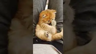 Немного милоты Вам в ленту🥰 в питомнике есть свободные шотландские котята ☎️89033443877