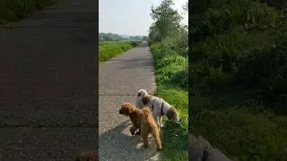 Vogelgesang auf unserem Morgenspaziergang am ersten Mai 