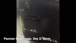 Pacman frog tadpoles forming 2