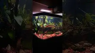 Make a pond to raise Queen snakehead fish # 