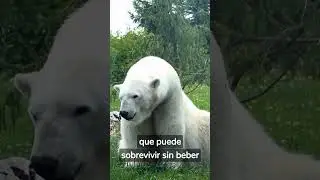 5 CURIOSIDADES EXTRAÑAS que NO sabías hace 20 segundos [2] #shorts #short