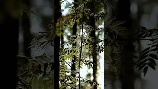 Moody Forest // Shot on Canon EOS 80D