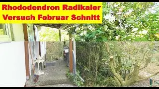 Rhododendron im Februar Radikal runterschneiden