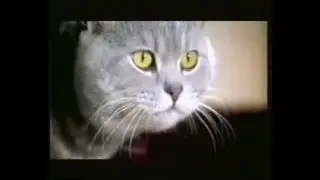вискас  прикольная реклама