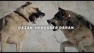 Gazan-Herosner daran (Հերոսներ դառան) 2023