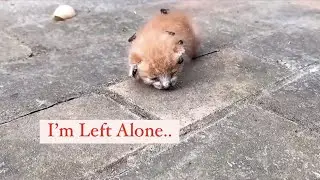 Kitten was Covered with Flies on the Street Until This Man Finds Her…