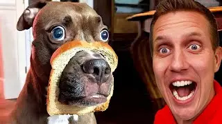 Funny Dogs And Cats Videos 2023 😅👌 - Best Animal Video Compilation Of The Month 😁
