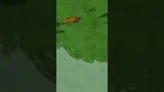 KOI - priprema za hibernaciju