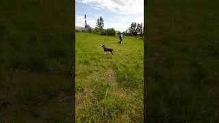 Амстафф 8 месяцев | еда пошла😁 | Amstaff 8 months