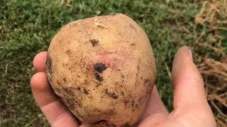 Картошка в органике. Первый опыт. Как есть)