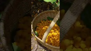 【TEASER】小时候爱吃的野果子，今天终于可以吃到饱！记得关注本周的新视频，来尝尝酸甜缤纷的树莓果子吧！#shorts #raspberries #dianxixiaoge #cooking