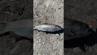Իշխանի ձկնորսություն:)