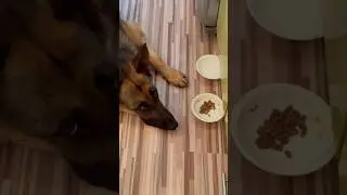 Страдалица😂 #немецкаяовчарка #собака #животные #рыжийкот #собаки