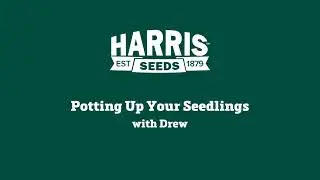 How to Pot Up Seedlings with Grower Drew