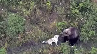 На Камчатке лайка убежала от людей и подружилась с медведями