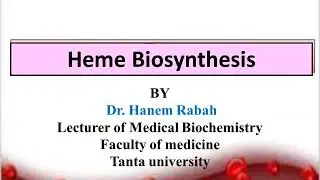 Lecture 3: hem synthesis (Biochemistry)