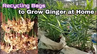 Recycling Bags to Grow Ginger at Home / Easy fro Beginners