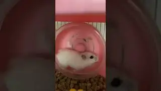 🐹🐹🐹