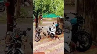 Peacock#youtubeshorts#viral#video