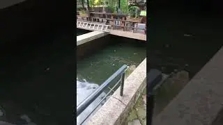 #bozatalabalık #bozatköyü #piraziz #giresun #karadeniz