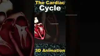 Deciphering the Cardiac Cycle: A Journey Through the Heart's Rhythmic Beat