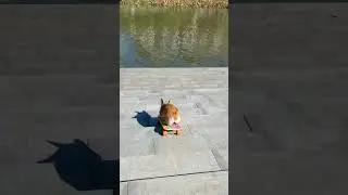 The dog challenges the extreme bending of the edge 