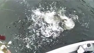 Muskie Fishing with the V.I.O. POV.HD