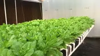 UNBELIEVABLE fresh growth by Hydroponics in MUMBAI INDIA.