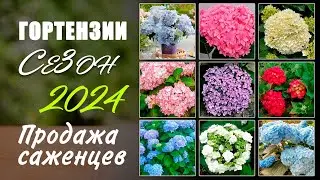 Гортензии крупнолистные 2024. Продажа саженцев