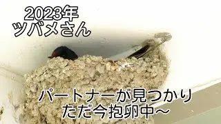 2023.4.23 ツバメさんにパートナーが♡そして、ただ今抱卵中〜〜(^^)
