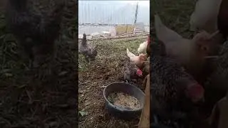 Голуби Ломова Голуби в Новгороде, прибились к курицам. Может Саша увидит