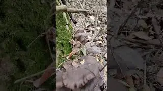 ВЕШЕНКИ В ДЕКАБРЕ МОЛДОВА 18.12.23