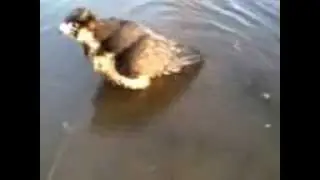 Карагуз