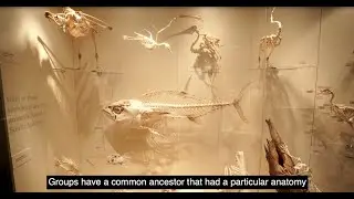 South Australian Biodiversity Gallery - Skeletons
