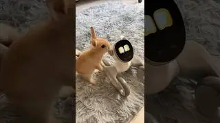 Kaka ... Loona and rabbit ... kuchi kuchi 