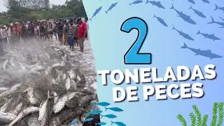2 Toneladas de peces