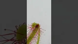 Sundew makes a quick catch #shorts