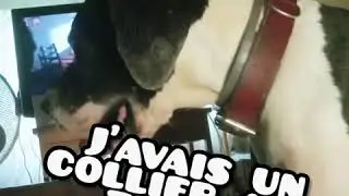 La Leshmaniose chez le chien