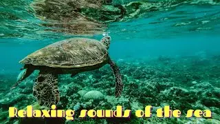 An hour of Meditational relaxing sounds of the ocean and sea