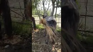 queen's mares puppies and stallion prince #animals #donkeys #horseriding