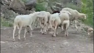 HADİ EVE GİDİYORUZ 😂 SENİNLE UĞRAŞAMAM😂😂😂