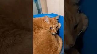 Золотой кот.