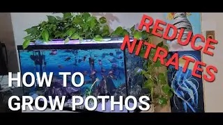 How to grow pothos in aquarium to reduce nitrates.