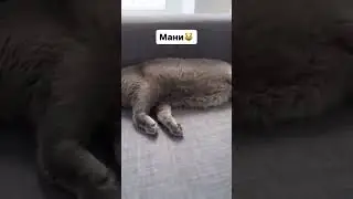 Наш супер ленивый кот по-имени Мани😁