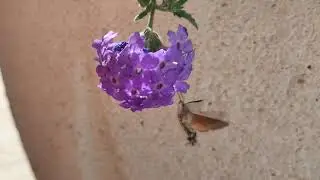 Esfinge colibrí a cámara lenta.