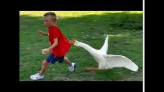 ANIMALS THAT MAKE US LAUGH A LOT_2021