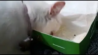 kendi lagi makn gaes
