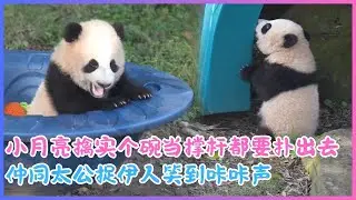 25.11.28💖 Little Moon's escape spirit is on full display~ She even uses a bowl as a pole to pounc...