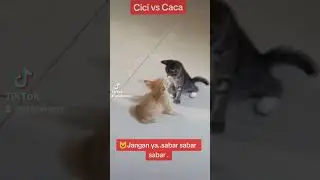 reaksi NYI ITENG, Cici dan caca