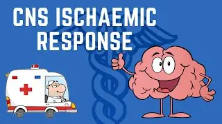 Central Nervous System Ischaemic Response explained